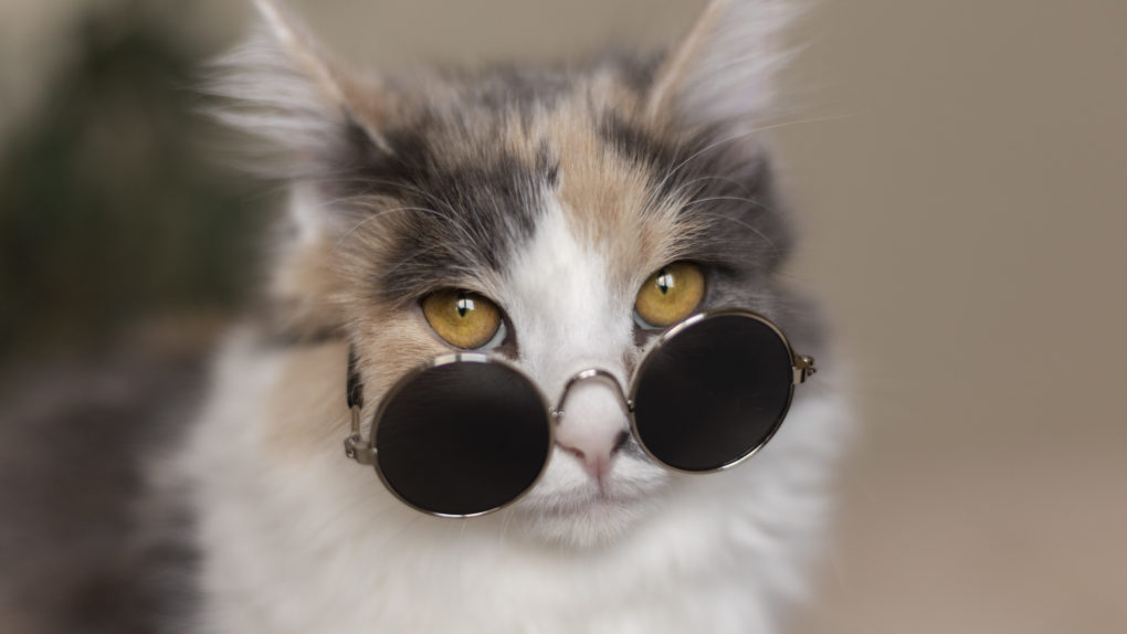close-up-portrait-beautiful-cat close-up-portrait-beautiful-cat