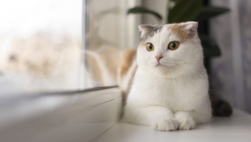 close-up-portrait-beautiful-cat