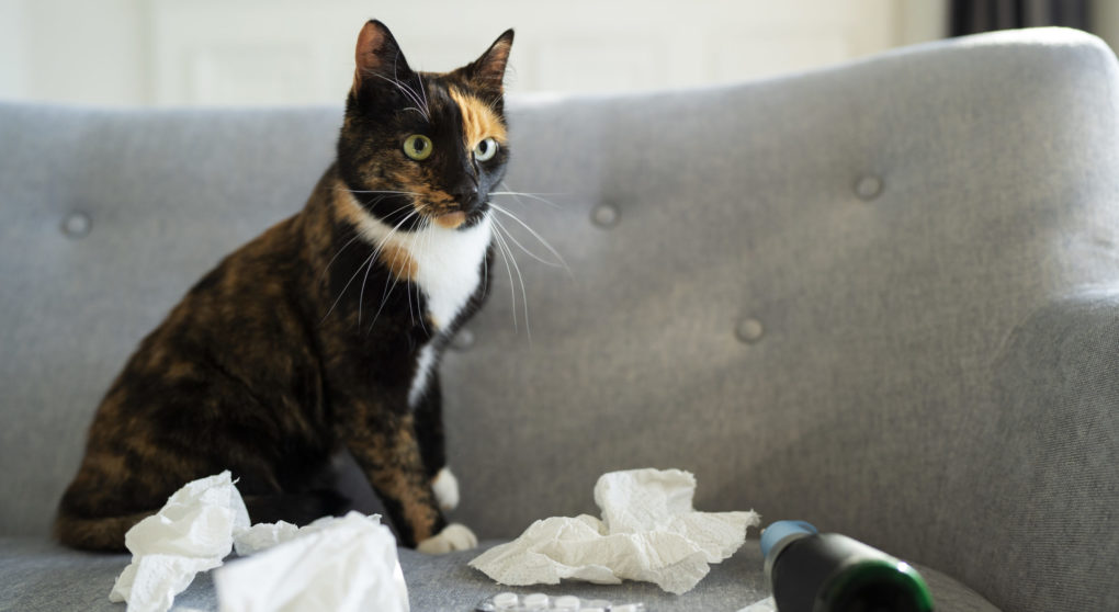 cute-cat-sitting-couch-with-tissues-medicine