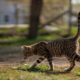 domesticated-gray-cat-roaming-yard-beautiful-day