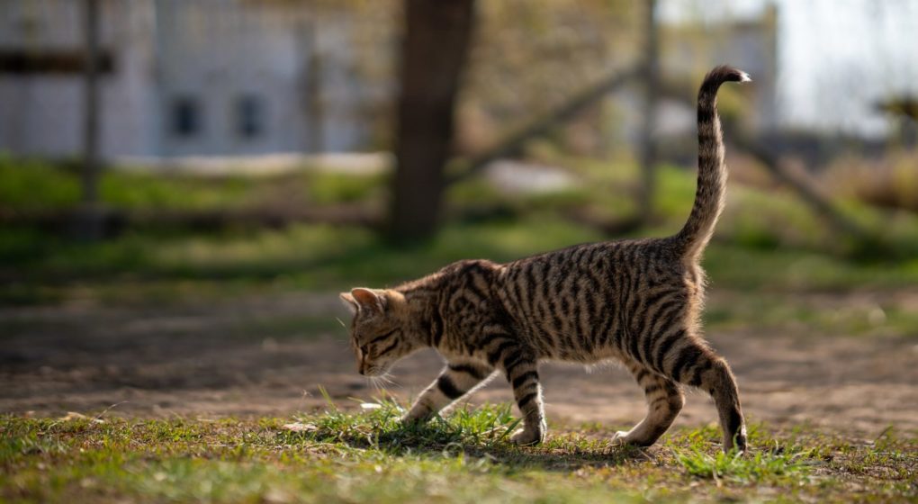 domesticated-gray-cat-roaming-yard-beautiful-day