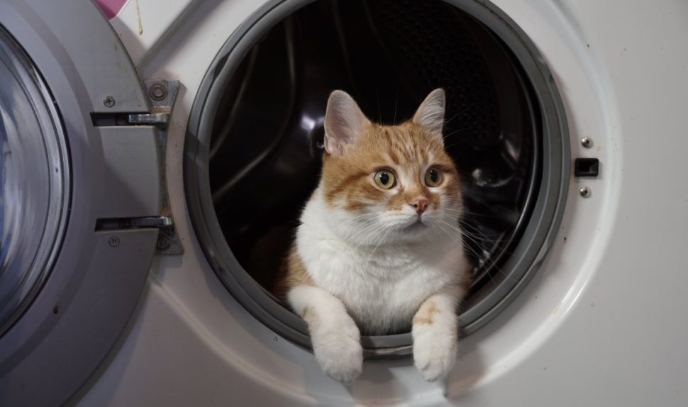 «кошка