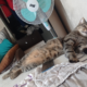 Кот
