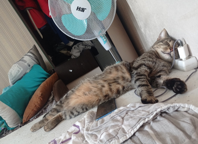 Кот Кот