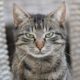 selective-focus-shot-gray-cat-with-angry-cat-face