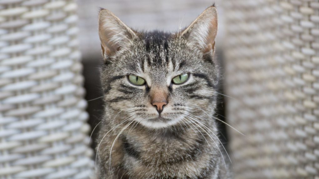 selective-focus-shot-gray-cat-with-angry-cat-face