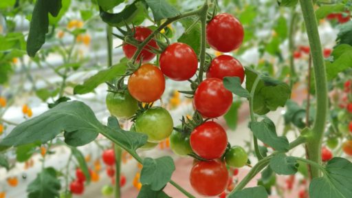 томаты растут на ветке в теплице