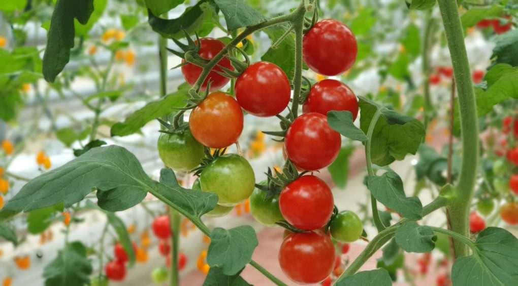 томаты растут на ветке в теплице
