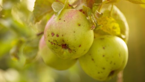 яблоки с паршой