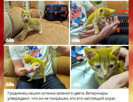 «Кошка