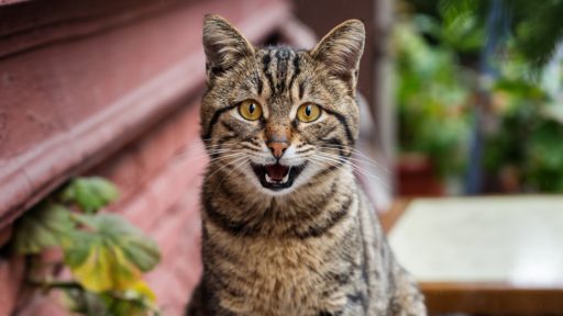 кошка на улице