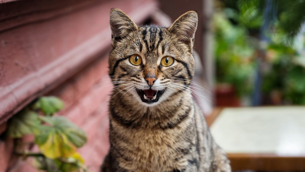 кошка на улице кошка на улице