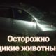 Машина после ДТП с лосем.