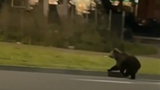 Медвежонок в Зашекснинском