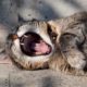 кошка зевает