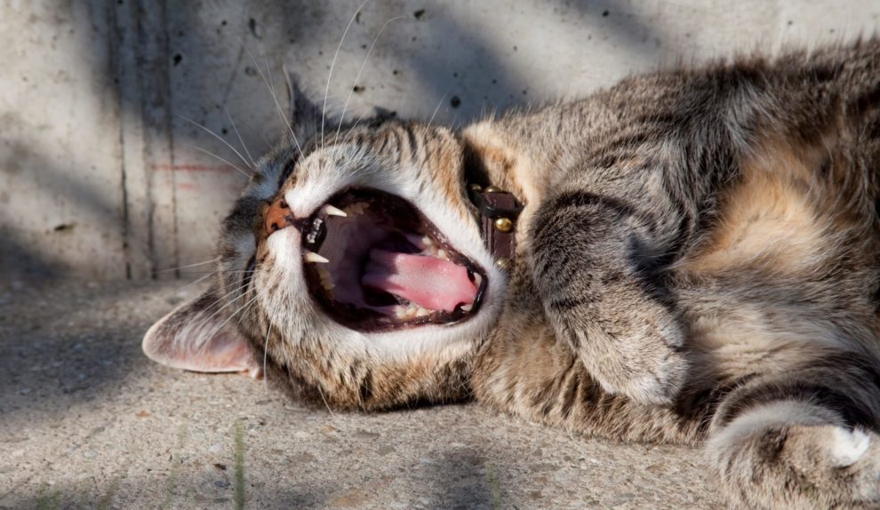 кошка зевает кошка зевает