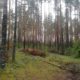 Тело висело в лесу, и никто его не видел