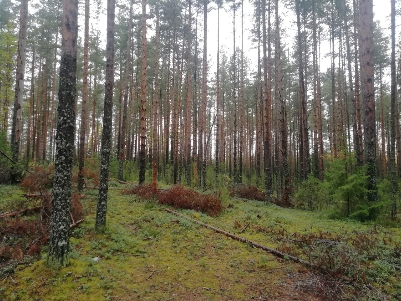 Тело висело в лесу, и никто его не видел