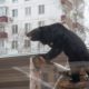 Медведь