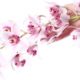 orchid-over-white-background_144627-11236