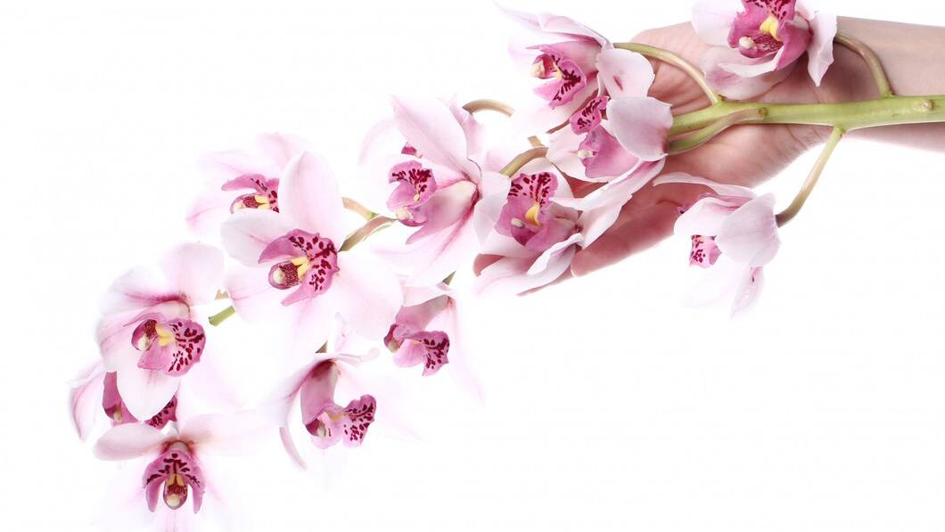 orchid-over-white-background_144627-11236