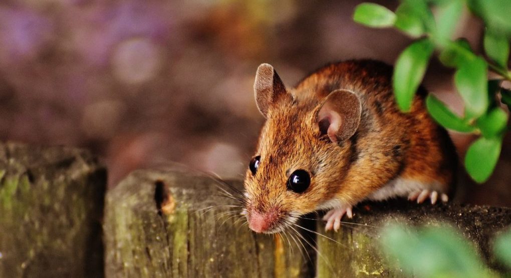 Мыши и крысы мигом сбегут из дома: 3 гуманных метода для борьбы с грызунами  - ГородЧе
