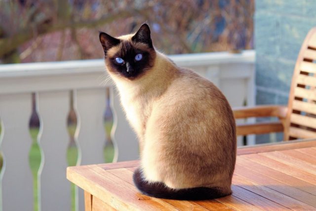 «Кошка»
