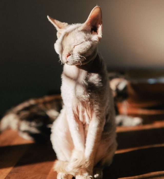 «Кошка»