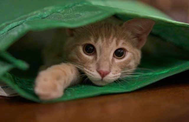 «Кошка»