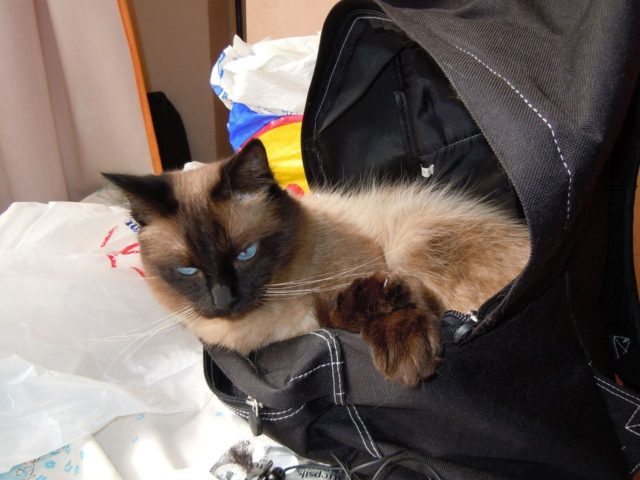 «Кошка»