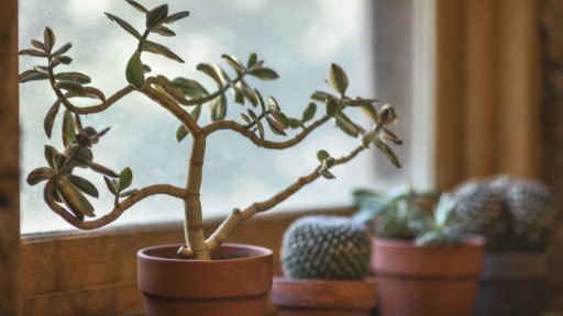 цветы толстянка