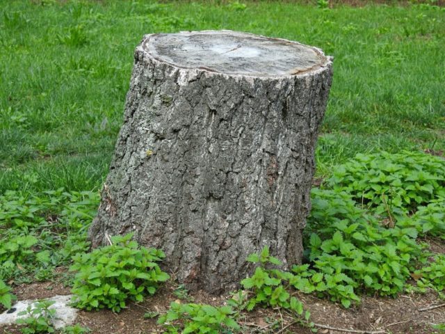 «пень»