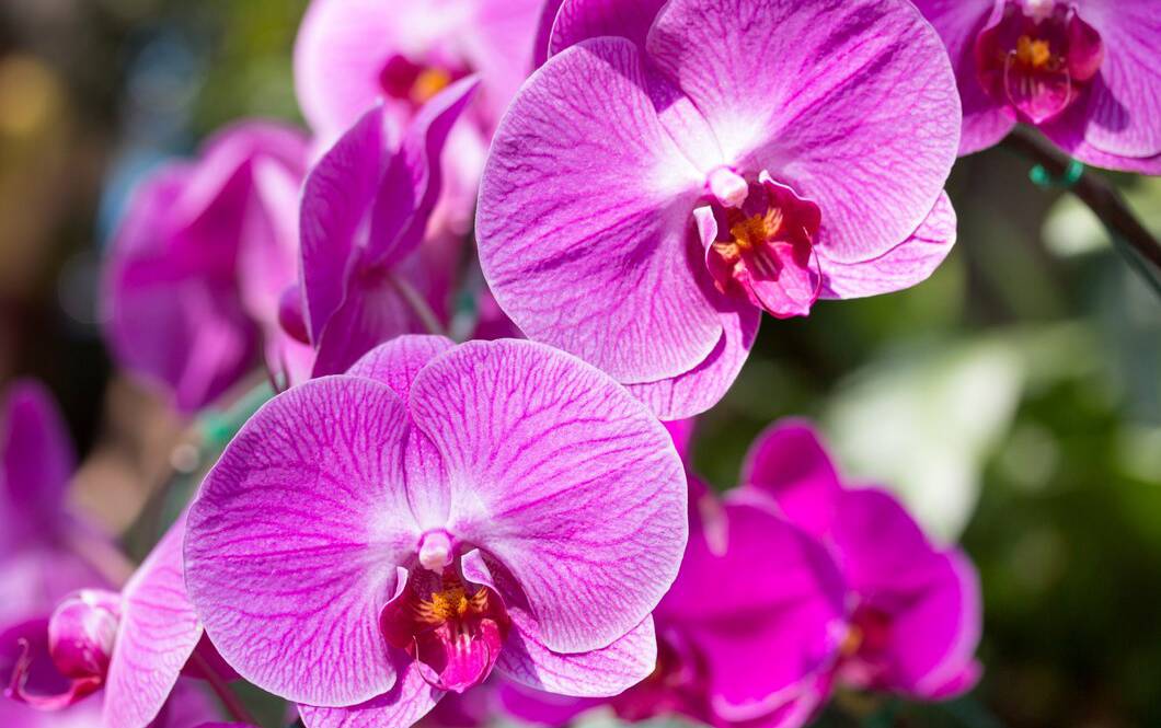purple-phalaenopsis-orchid-flower_1373-572