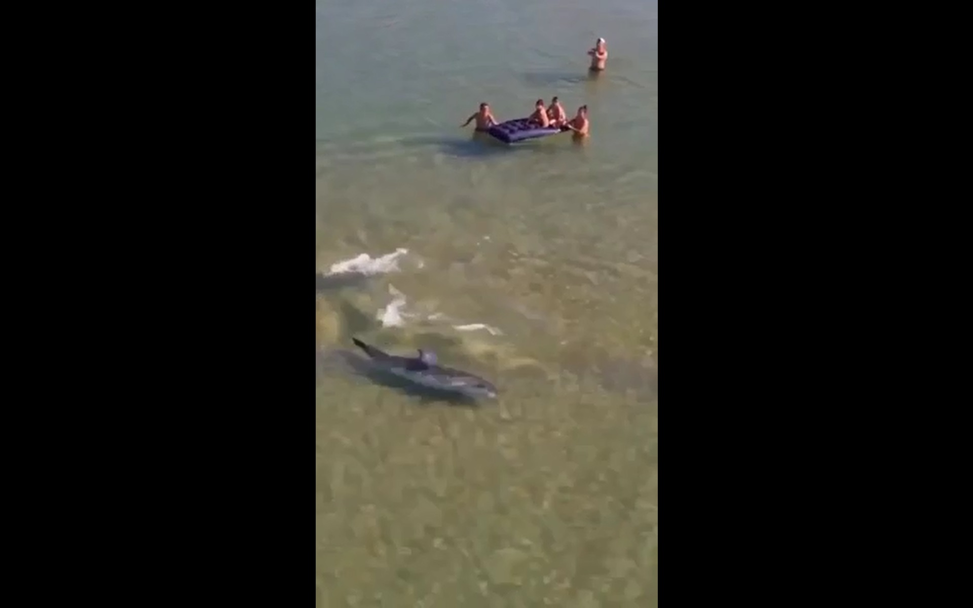 дельфины на пляже в Анапе