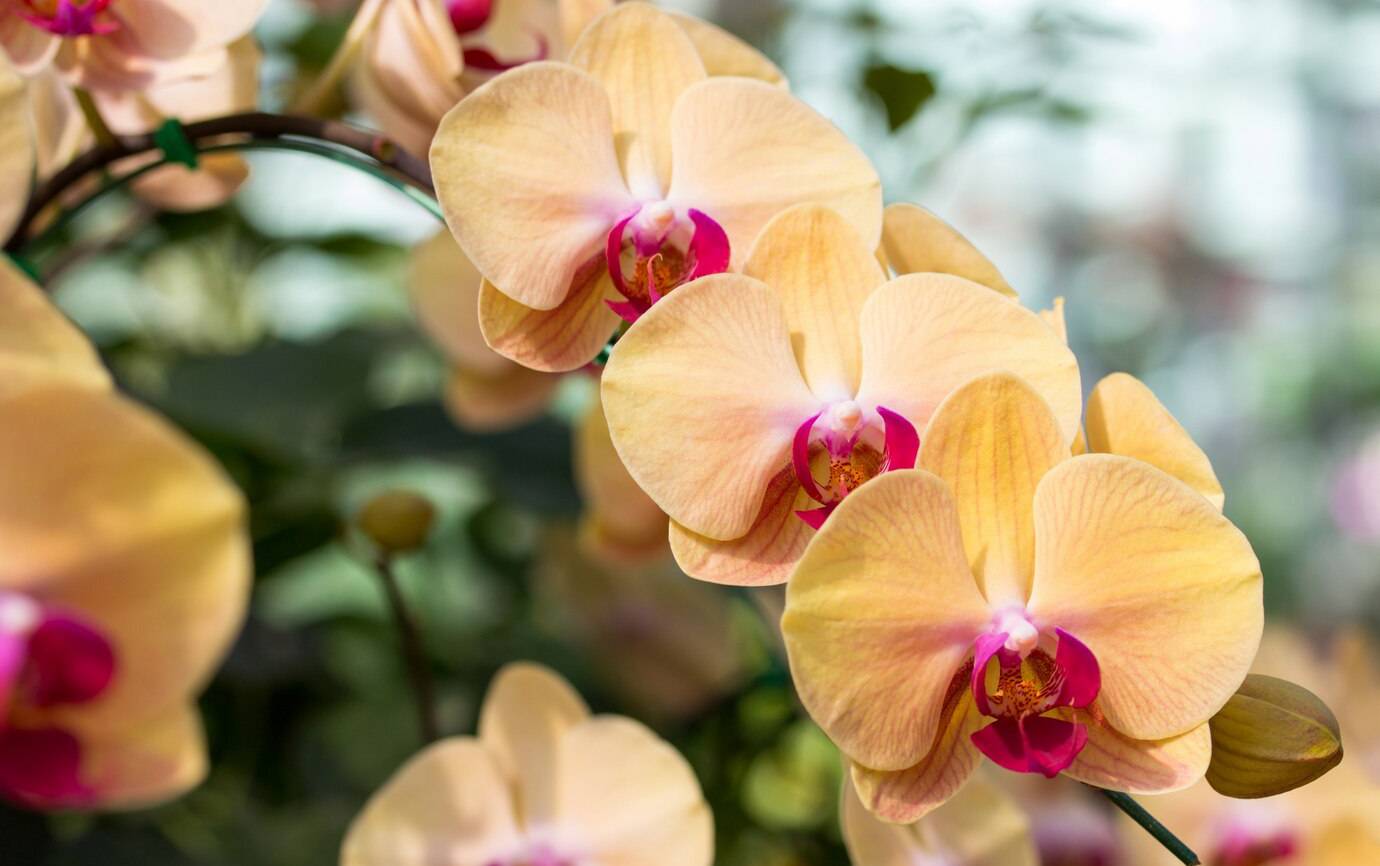 yellow-phalaenopsis-orchid-flower_1373-565