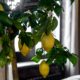 1649554087_66-vsegda-pomnim-com-p-limonnoe-derevo-s-plodami-foto-79