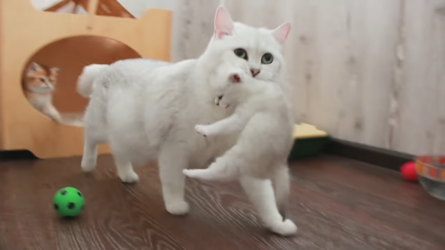 «кошка