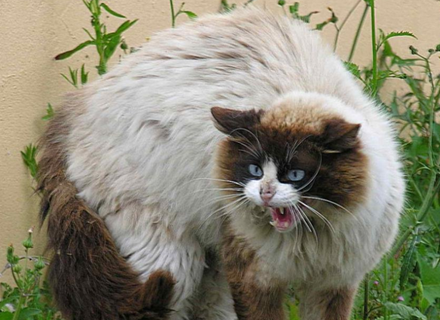 «Кошка»