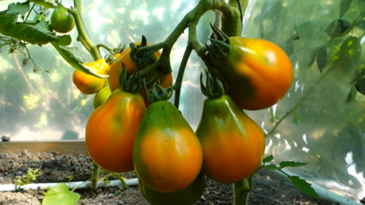 Сорт томатов «Японский трюфель»