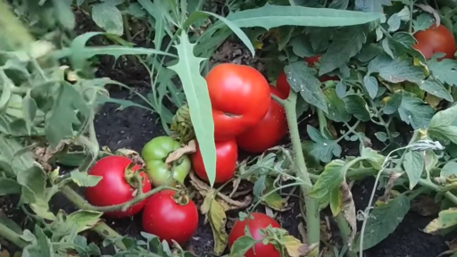 Томаты сорта «Линда F1»