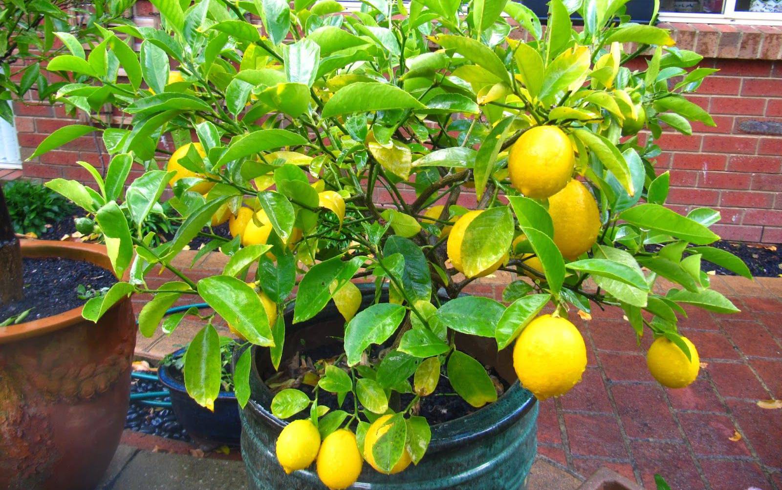 Вырастить лимон в домашних условиях с плодами. Комнатный лимон. Лимон на подоконнике. Лимон в горшке. Лимонное дерево из косточки.