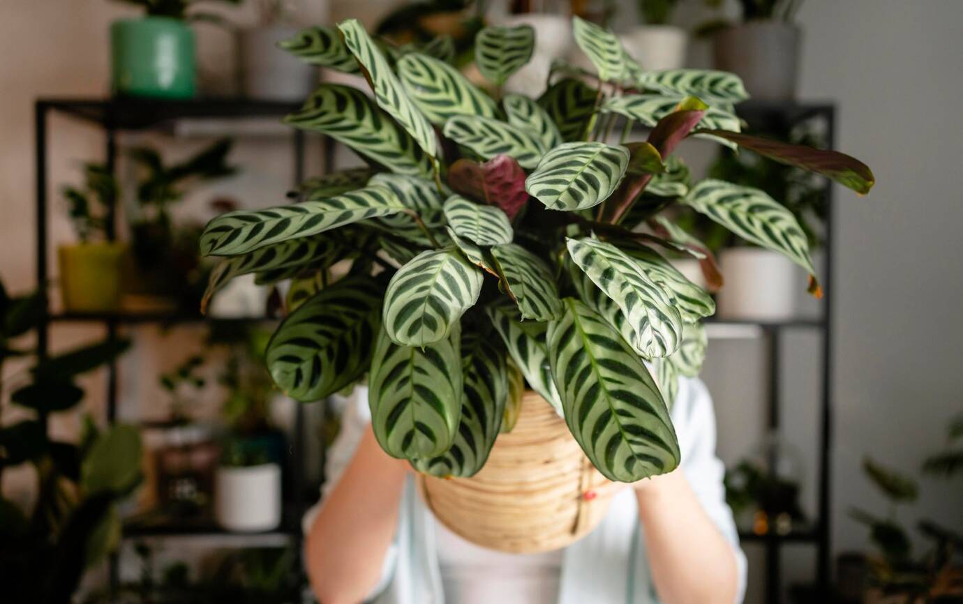 close-up-woman-holding-flower-pot_23-2148928446