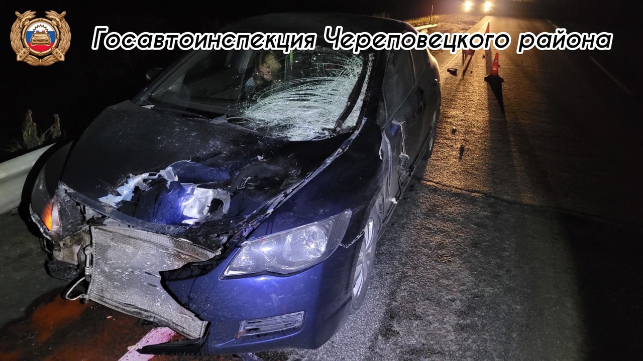 Хонда после ДТП с лосем. Хонда после ДТП с лосем.
