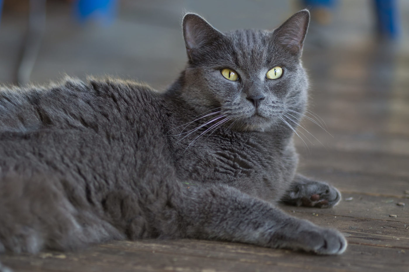Кошара Кошара