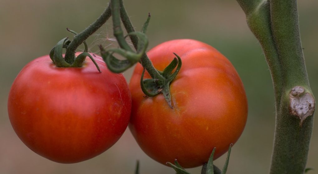 Помидоры созреют уже в июне: этот ранний сорт томатов подходит для севера июга - ГородЧе