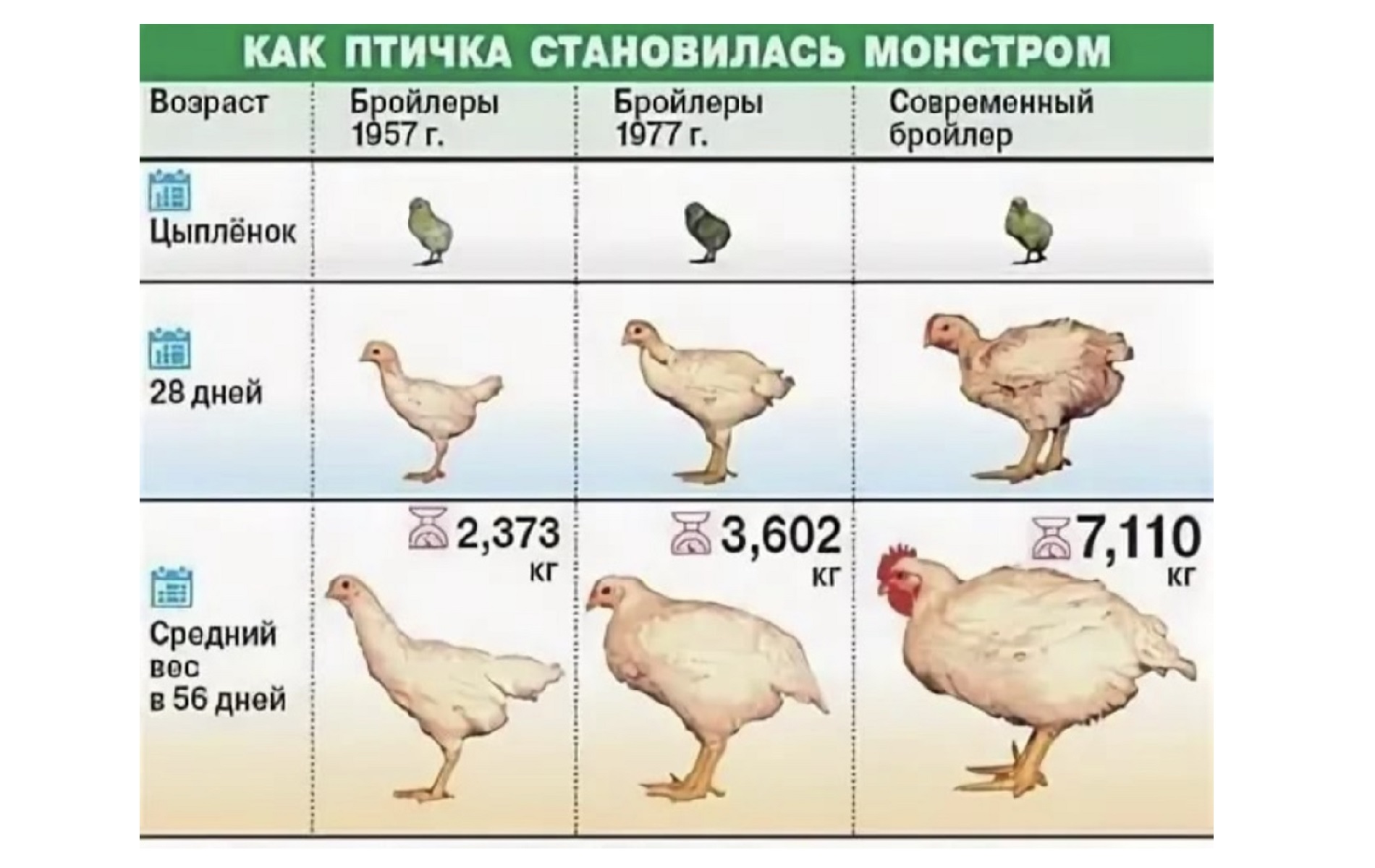 Бройлеры 25 дней