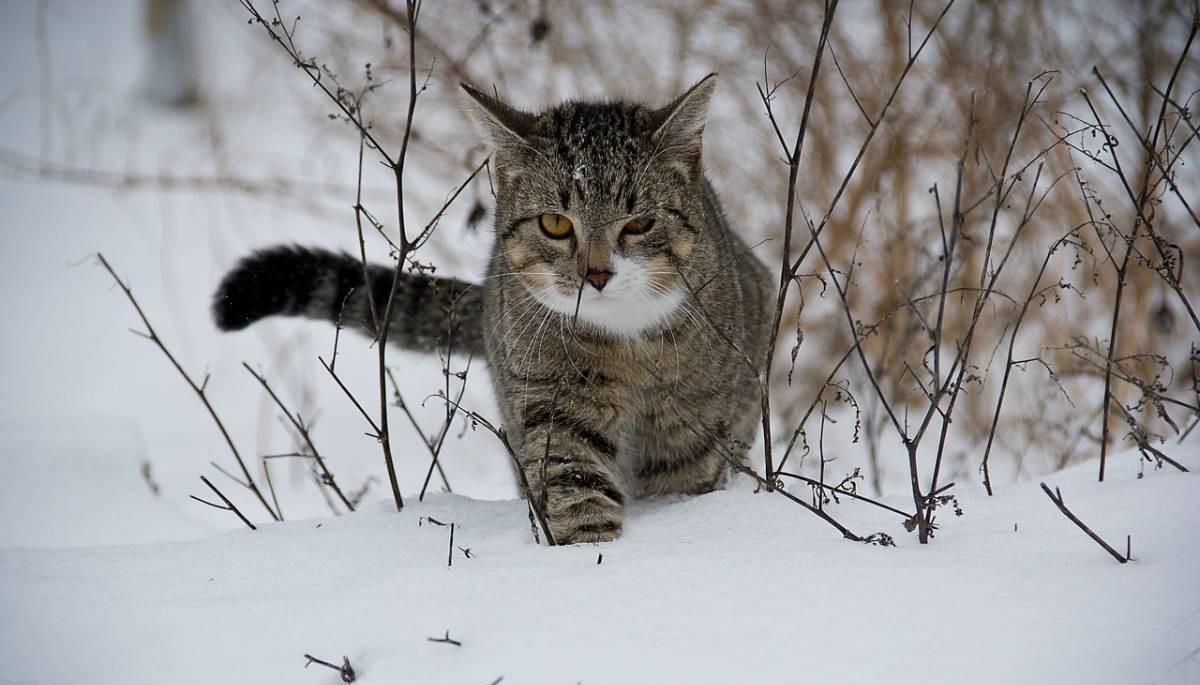 «Кошка»