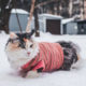 кошка зима
