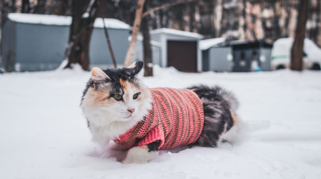кошка зима