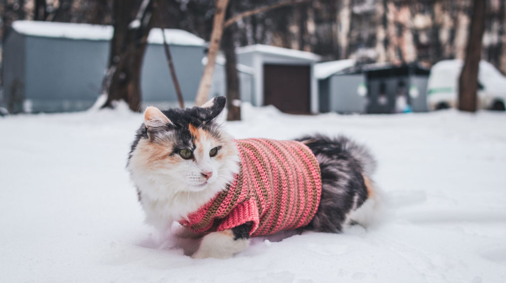 «кошка